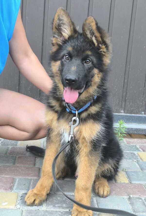 Comandante German Shepherd