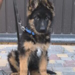 Comandante-male-German-shepherd-puppy-for-sale-1 (2)