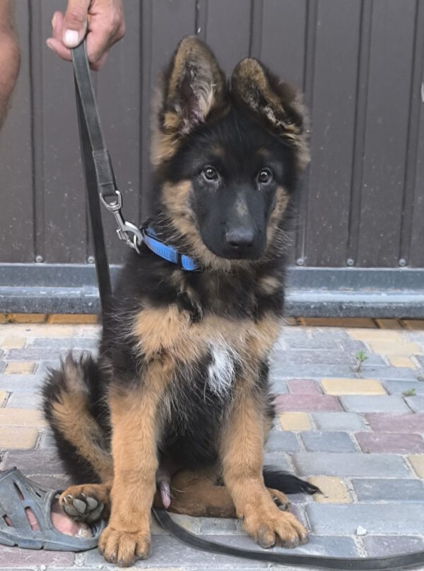 Comandante German Shepherd