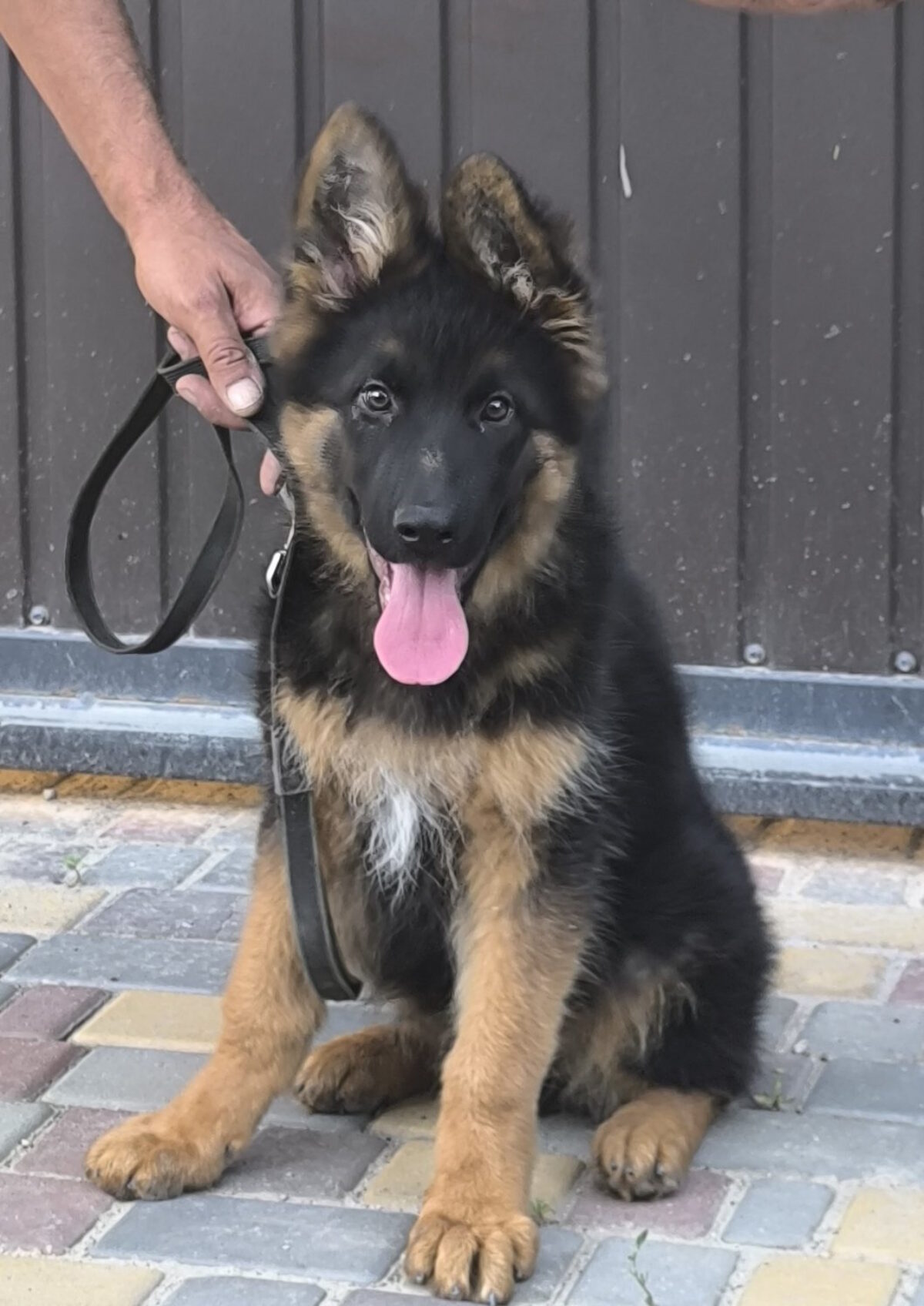 long haired german black gsd for sale