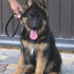 Messi German Shepherd