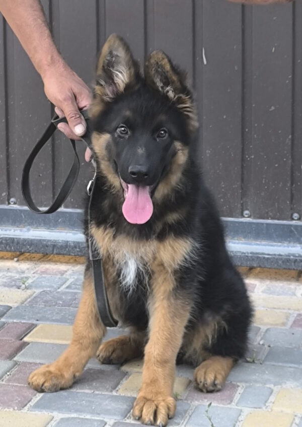 Comandante German Shepherd