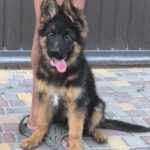Comandante-male-German-shepherd-puppy-for-sale-1 (4)