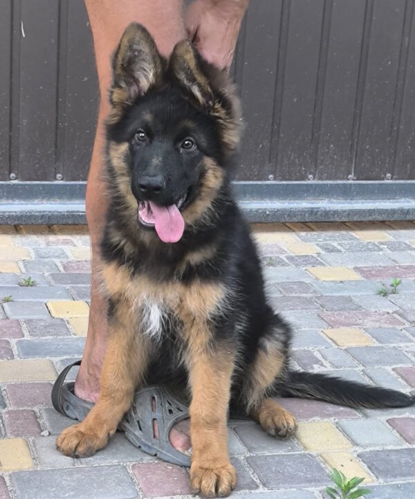 Comandante German Shepherd
