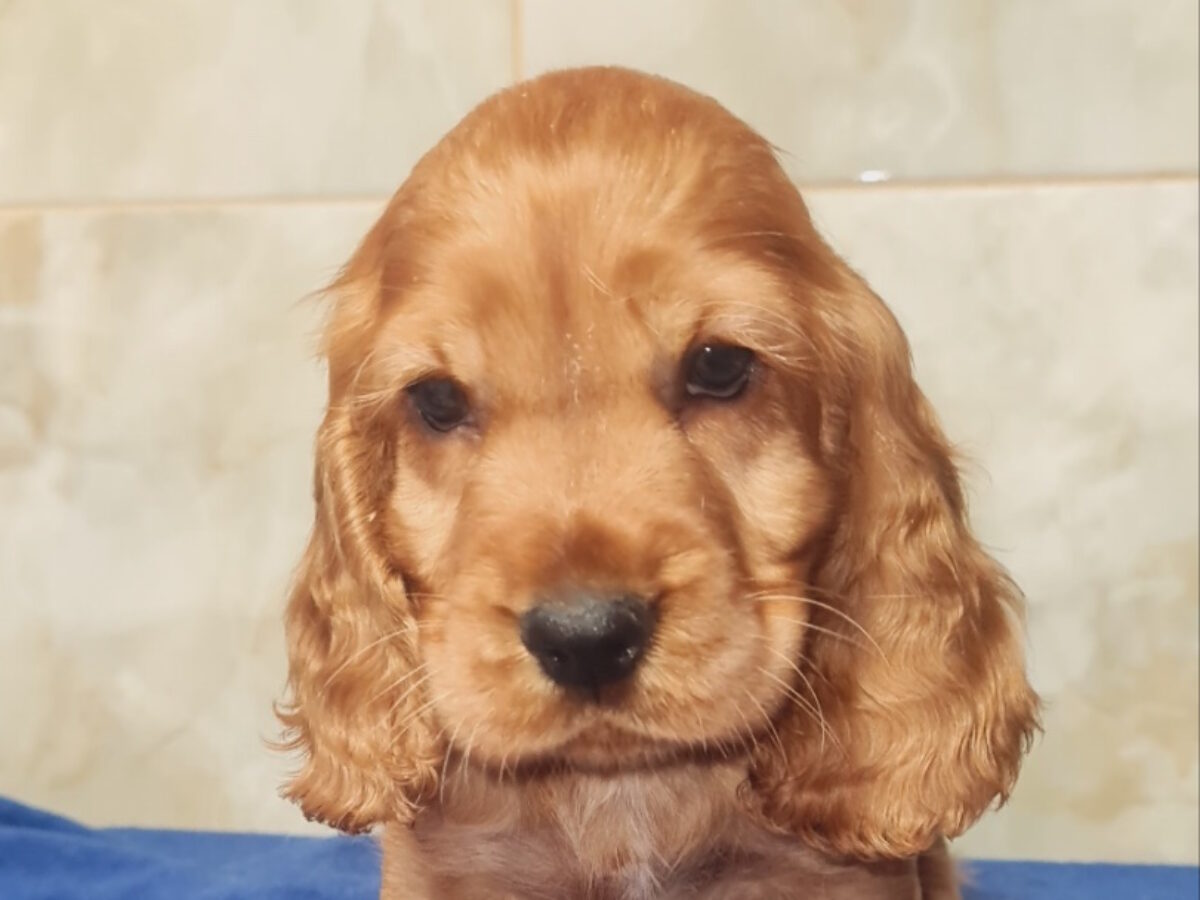 American Cocker Trained Working Cocker Spaniel For Sale Cocker