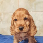 Colt English Cocker Spaniel