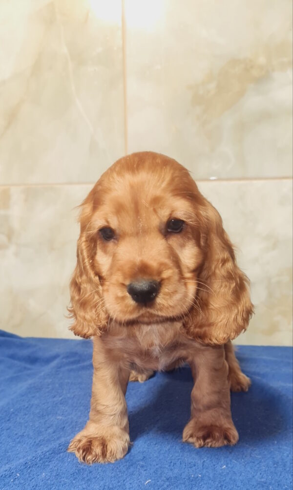 Cracker English Cocker Spaniel