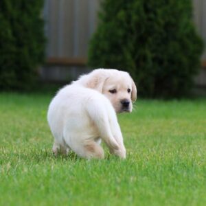 Crystal Labrador Retriever