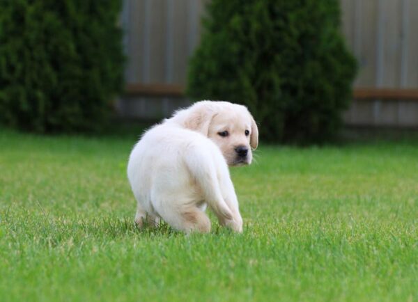 Crystal Labrador Retriever