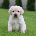Kayla Labrador Retriever