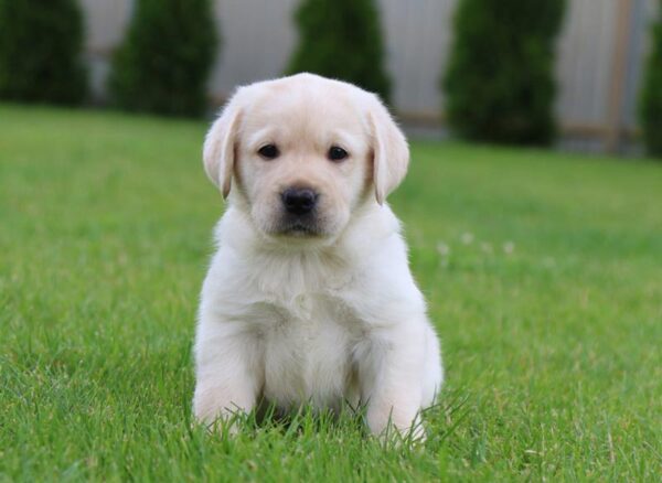Crystal Labrador Retriever