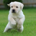 Crystal-female-labrador-retriver-puppy-for-sale-1 (3)