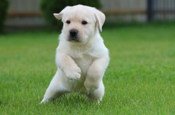 Crystal Labrador Retriever