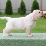Crystal-female-labrador-retriver-puppy-for-sale-1 (4)