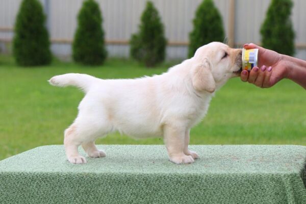 Crystal Labrador Retriever