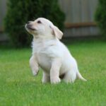 Crystal-female-labrador-retriver-puppy-for-sale-1 (5)
