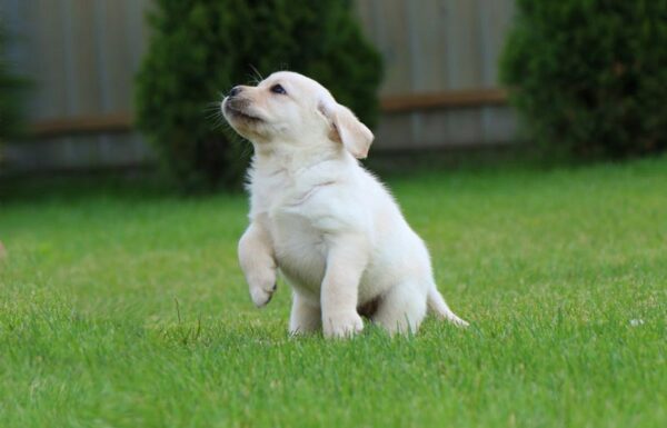 Crystal Labrador Retriever