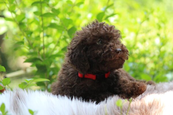Daisy Miniature Poodle