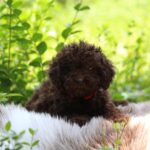 Daisy-female-miniature-poodle-puppy-for-sale- (2)