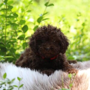 Daisy Miniature Poodle
