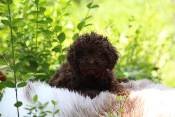 Daisy Miniature Poodle
