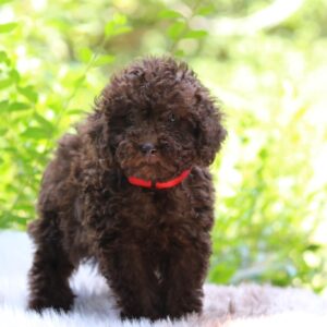 Daisy Miniature Poodle
