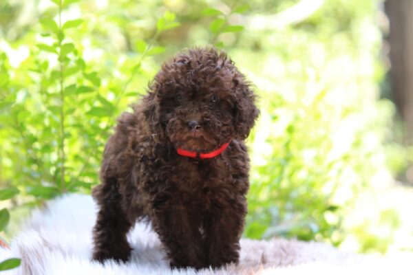 Daisy Miniature Poodle