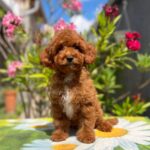 Dalton-male-miniature-poodle-puppy-for-sale- (1)