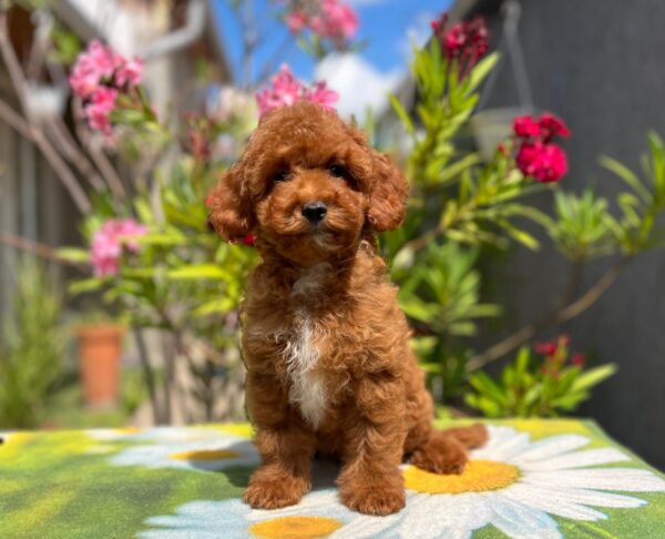 Dalton Miniature Poodle