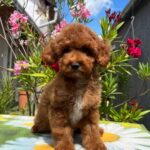 Dalton-male-miniature-poodle-puppy-for-sale- (2)