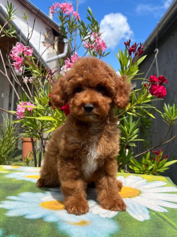 Dalton Miniature Poodle