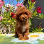 Dalton-male-miniature-poodle-puppy-for-sale- (3)