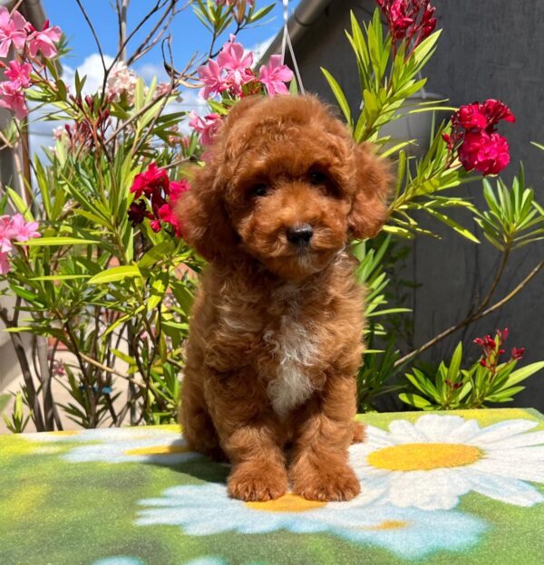 Dalton Miniature Poodle