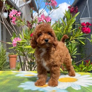 Dalton Miniature Poodle
