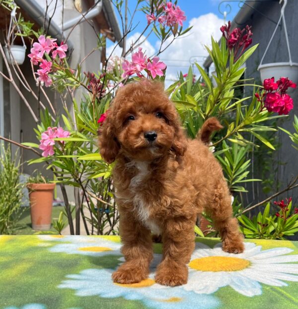 Dalton Miniature Poodle