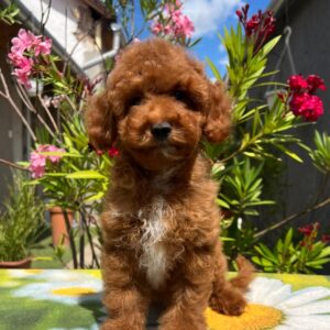 Dalton Miniature Poodle