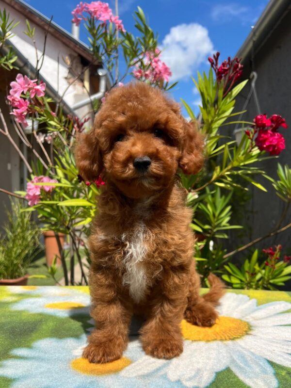Dalton Miniature Poodle