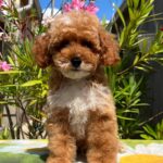 Damian-male-miniature-poodle-puppys-for-sale- (1)