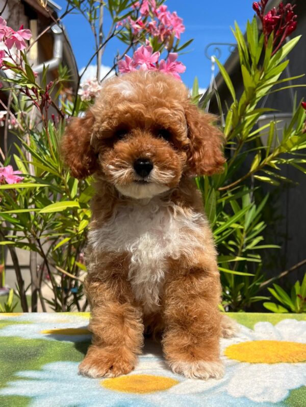 Damian Miniature Poodle