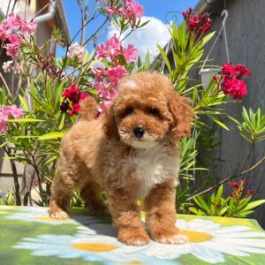 Damian Miniature Poodle