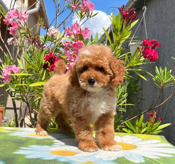 Damian Miniature Poodle