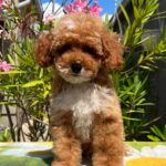 Darius Miniature Poodle