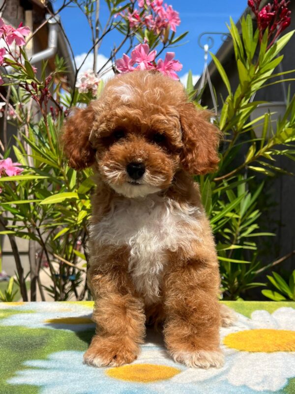 Damian Miniature Poodle