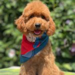 Daniel-male-miniature-poodle-puppy-for-sale- (1)