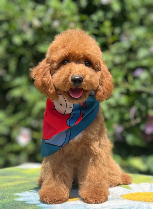 Daniel Miniature Poodle