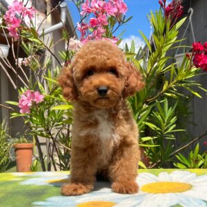 Daniel Miniature Poodle