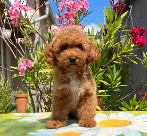 Daniel Miniature Poodle