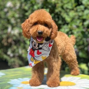 Daniel Miniature Poodle