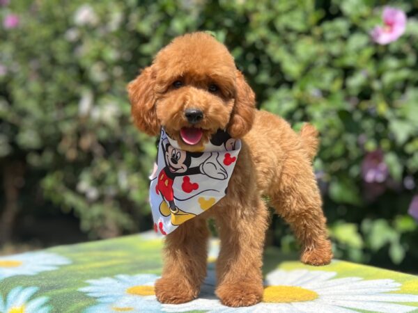Daniel Miniature Poodle
