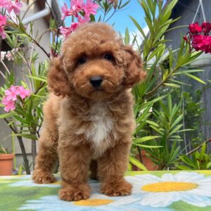 Daniel Miniature Poodle